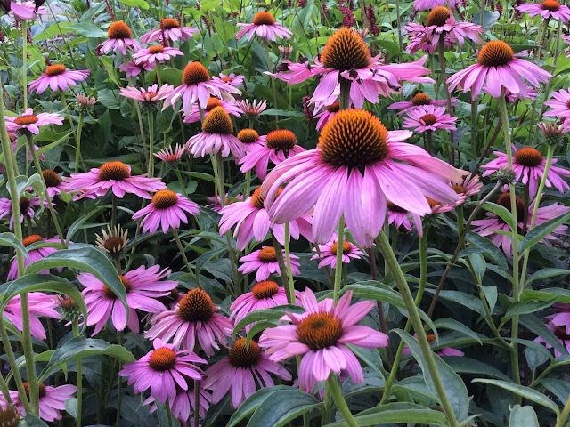 Roze Echinacea purpurea 'Magnus' (zonnehoed)