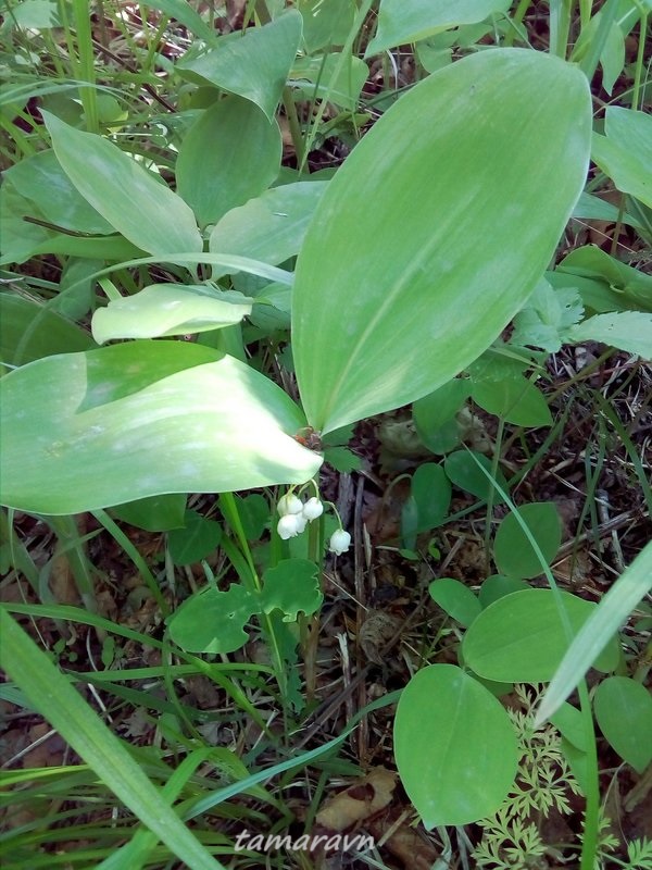 Ландыш Кейзке / Ландыш маньчжурский (Convallaria keiskei)