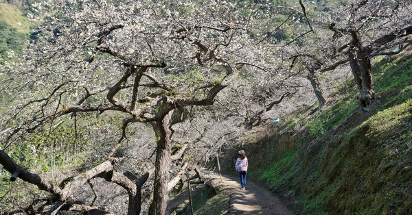 南投水里陳董梅園免費入園，賞梅步道散步欣賞老梅樹梅花開