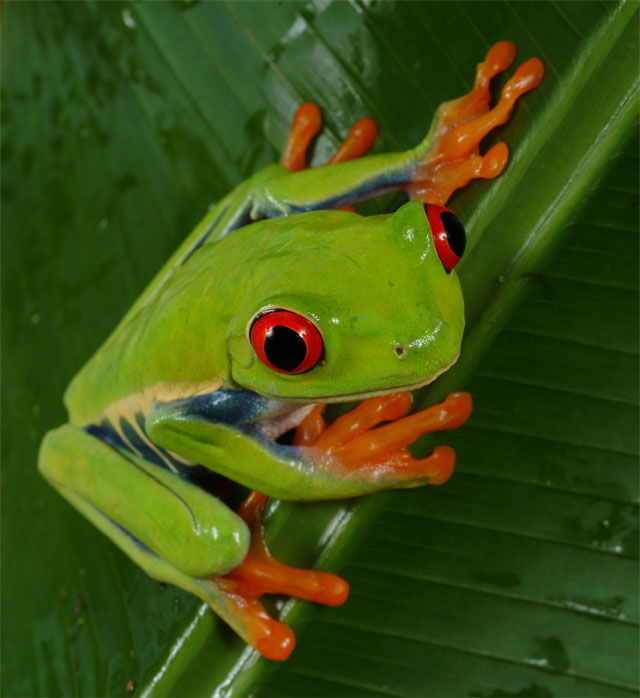 tree frog image