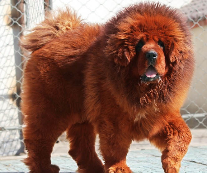 Tibetan Mastiff Photograph | Tibetan Mastiff