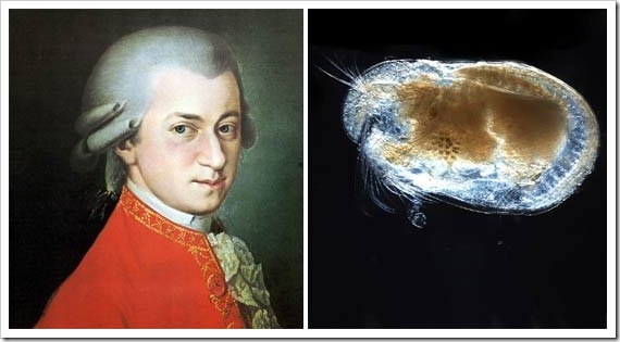 Bishopina-Mozart