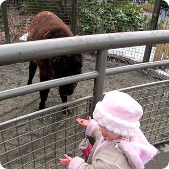 Fun outing in Manhattan - Central Park Zoo