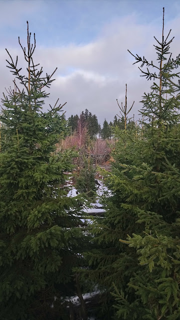 Sauerland wandern Wetter Kyrill Ettelsberg Willingen