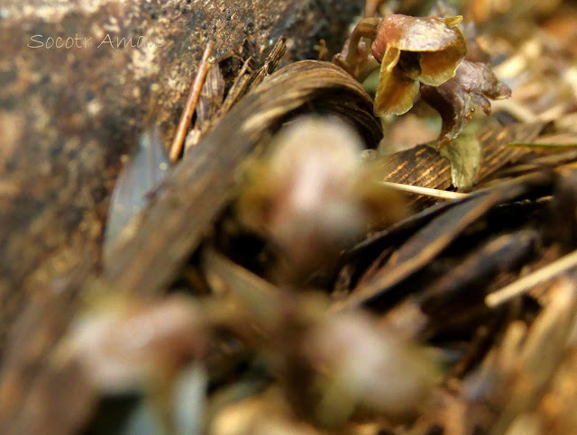 Gastrodia pubilabiata