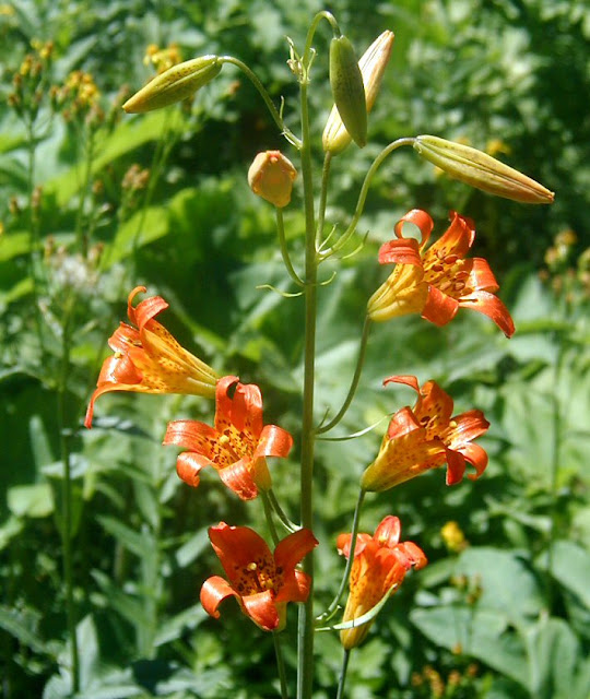 Лилия малая (Lilium parvum)