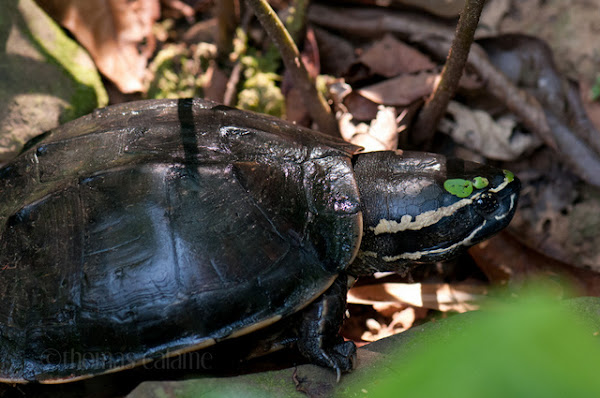 Malayemys khoratensis, Khorat Snail-eating Turtle, เต่านาอีสาน