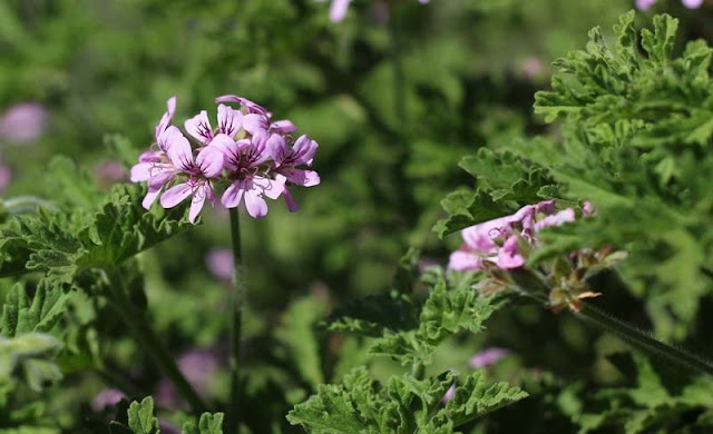 Pelargonium Graveolens Flowers Pictures