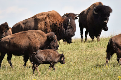 Bison near Trans Canada Trail Saskatchewan.