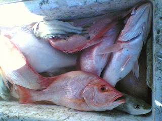 kakap merah
