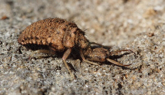 Личинка муравьиного льва