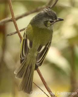 Yellow-olive Flycatcher