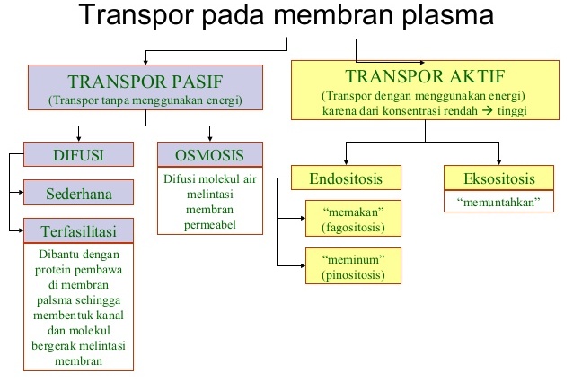 Contoh Difusi Pada Sel Tumbuhan - Oliv Asuss