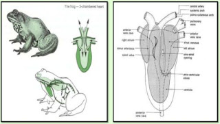 The circulatory system of frogs