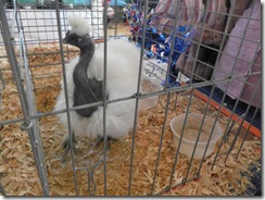 fair 01
