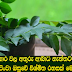 පිළිකා ප්‍රතිකාර වල අතුරු ආබාධ නැත්තටම නැතිකරන කරපිංචා ඔසුවේ විශ්මිත රහසක් මෙන්න.