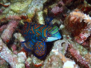 Bunaken Undersea