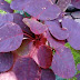 LEITEIRO-VERMELHO - Euphorbia cotinifolia - Planta Venenosa - 61