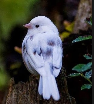 Pictures Of Pretty Birds