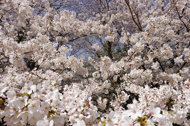 鳥取県西伯郡南部町鶴田 とっとり花回廊 芝生け広場 ソメイヨシノ（染井吉野）