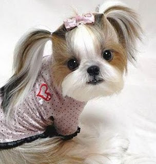 Dogs Hair Cuts Style on Pics Obsession  Funny Dog Hair Cuts