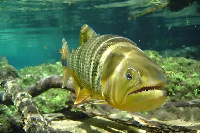 En 1918, peces fueron liberados en un lago del desierto por estadounidenses. Científicos recientes han descubierto que esos peces, de más de 100 años, aún nadan en el lago.