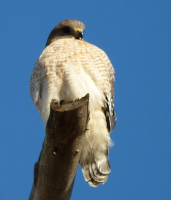 red-shouldered hawk front