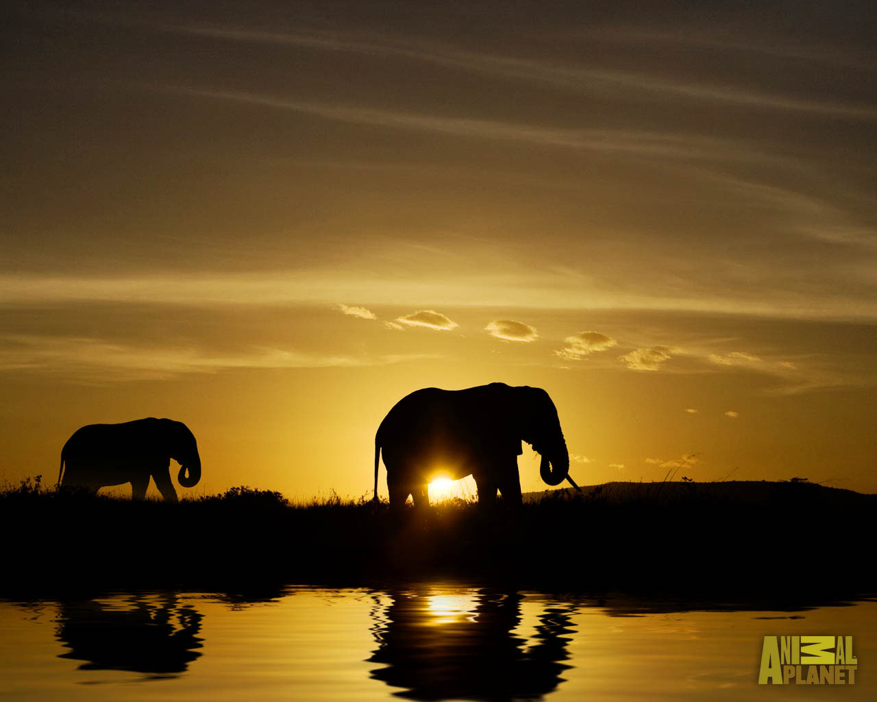  Foto  Foto  Binatang Gambar  Gajah 