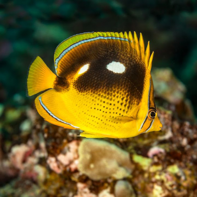 Ikan kupu-kupu berbintik biru (Chaetodon quadrimaculatus)