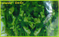 coriander seeds in ahmedabad