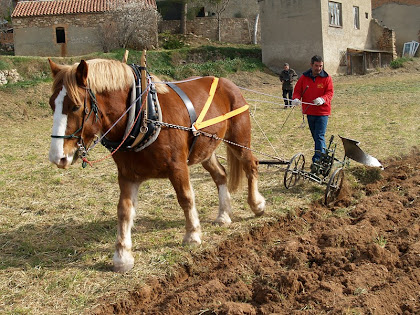 Llaurant amb el brabant