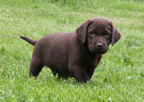 English Chocolate Lab Puppies For Sale Near Me