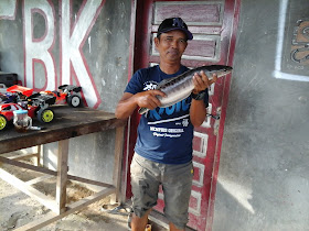 Ikan Toman snakehead fish