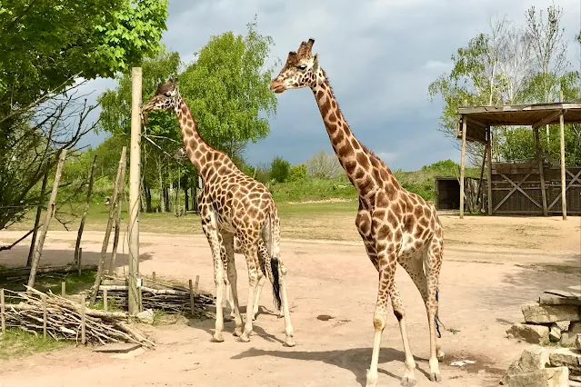 some giraffes at Chessington world of adventures