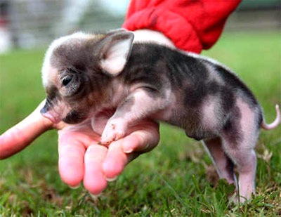 I want a teacup pig!! - JustAnotherPixel.net