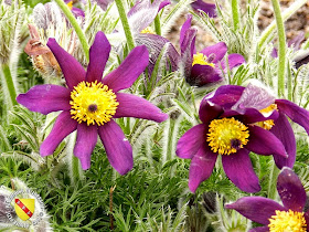 VILLERS-LES-NANCY (54) : Le jardin botanique du Montet-Anémones pulsatiles