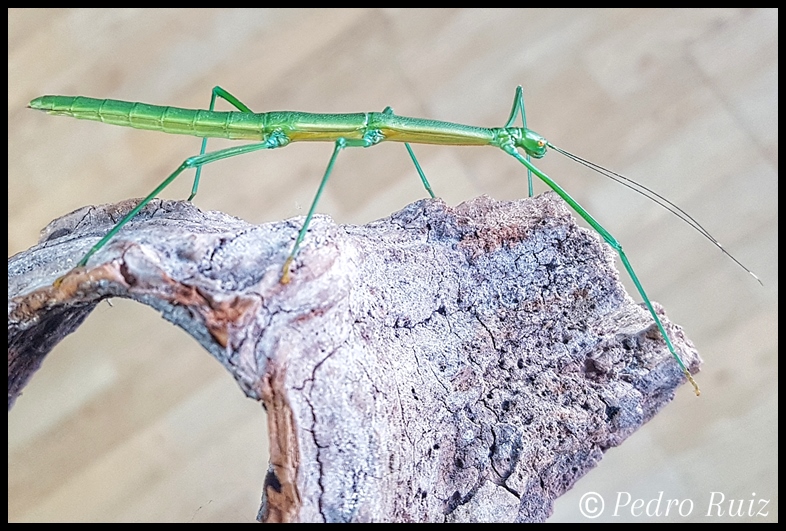 Ninfa hembra L6 de Periphetes graniferum, 7 cm de longitud