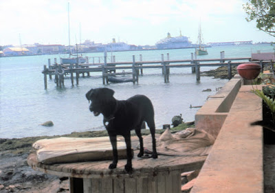 Condor the Black Labrador looking out over Nassau harbour