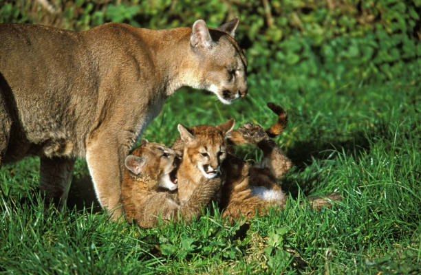 Fun Facts About Mountain Lions and P22