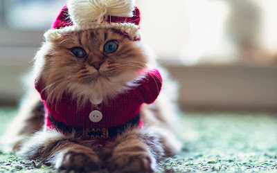 cute-cat-winter-photo-funny-wallpaper-1920x1200