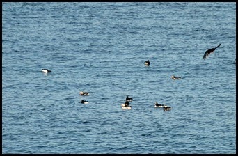 06c - Puffin Breeding Island - Puffins