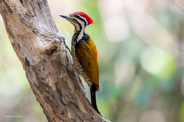 An Bui 2024 Dong Nai - Common Flameback (Gõ kiến vàng nhỏ)