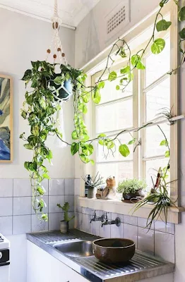 Como utilizar plantas na decoração de interiores