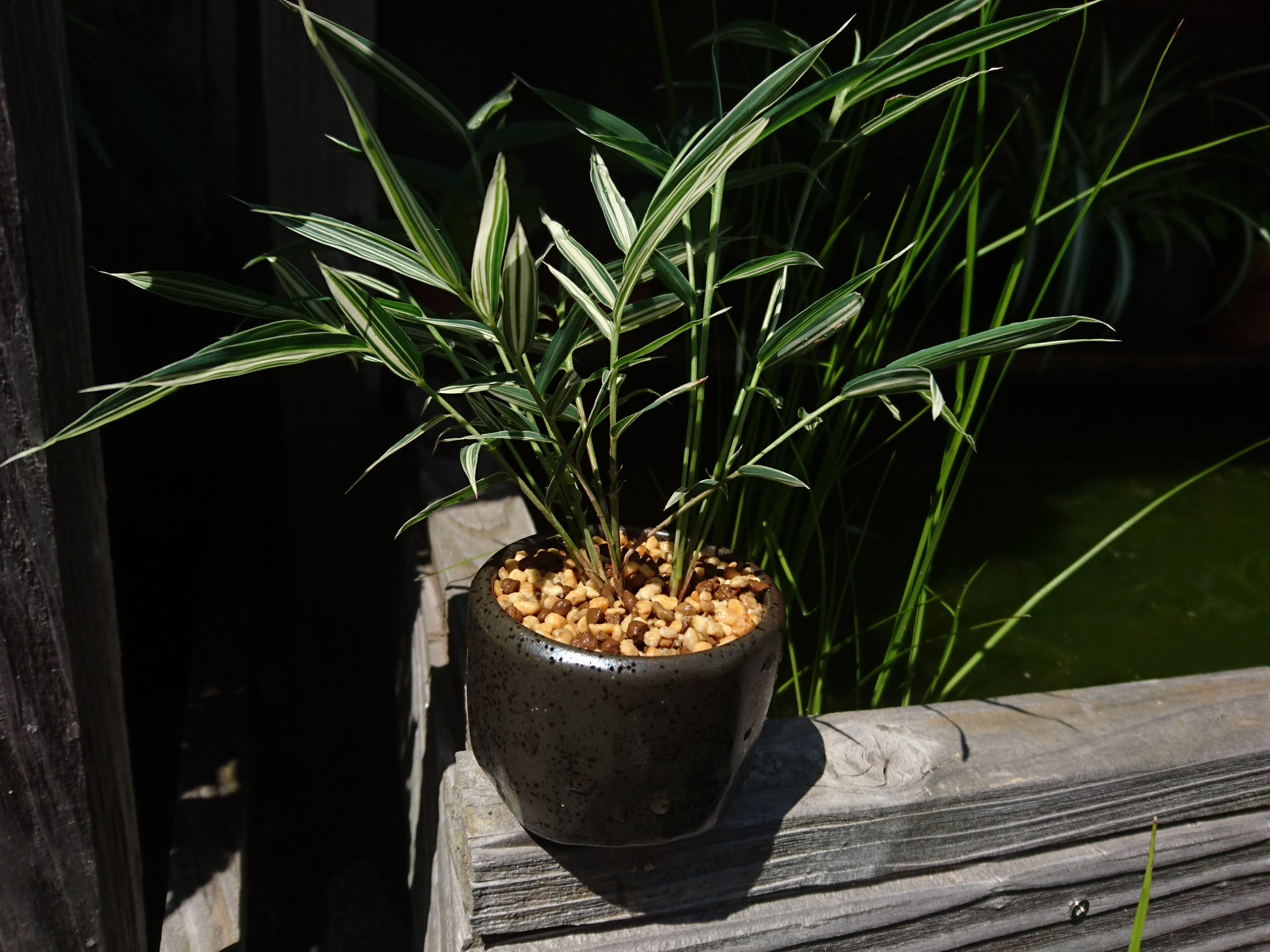 チゴザサ 稚児笹 の育て方 斑入りチゴザサのミニ盆栽を作る メダカの大工