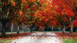 Tree image 4k