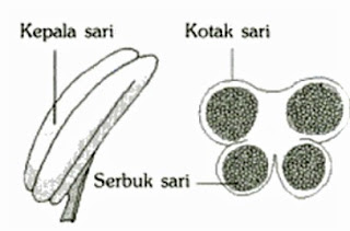  adalah alat reproduksi tumbuhan secara generatif tempat pembentukan sel Alat Kelamin Jantan pada Bunga