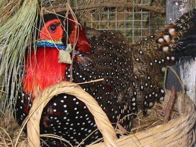 Tragopan Bird