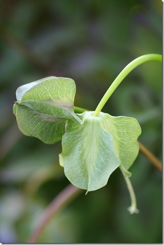 bloggebilder 028