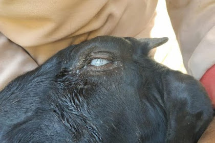  Cegah Penyakit Mata Pada Ternak dengan Obat Mata Kambing ini!