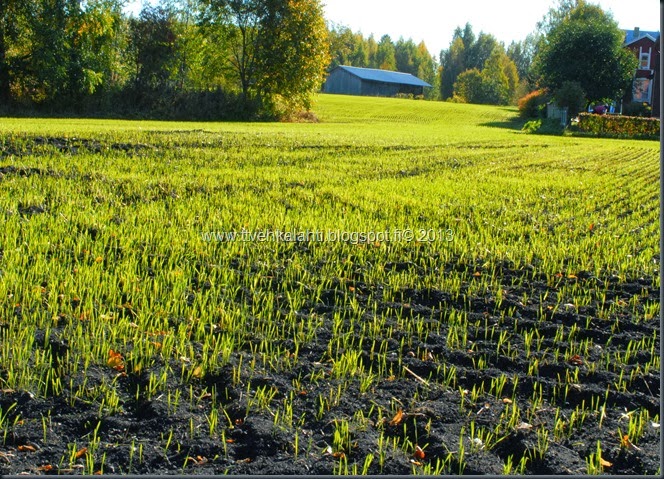 ruskaa ruohoja veden äärellä jääkiekko kaukalo muuttaa 017